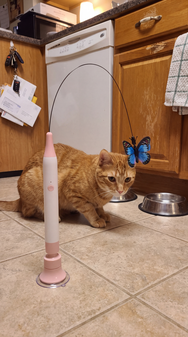 A ginger cat watching the Butterfly Flutter Cat Toy on a kitchen floor