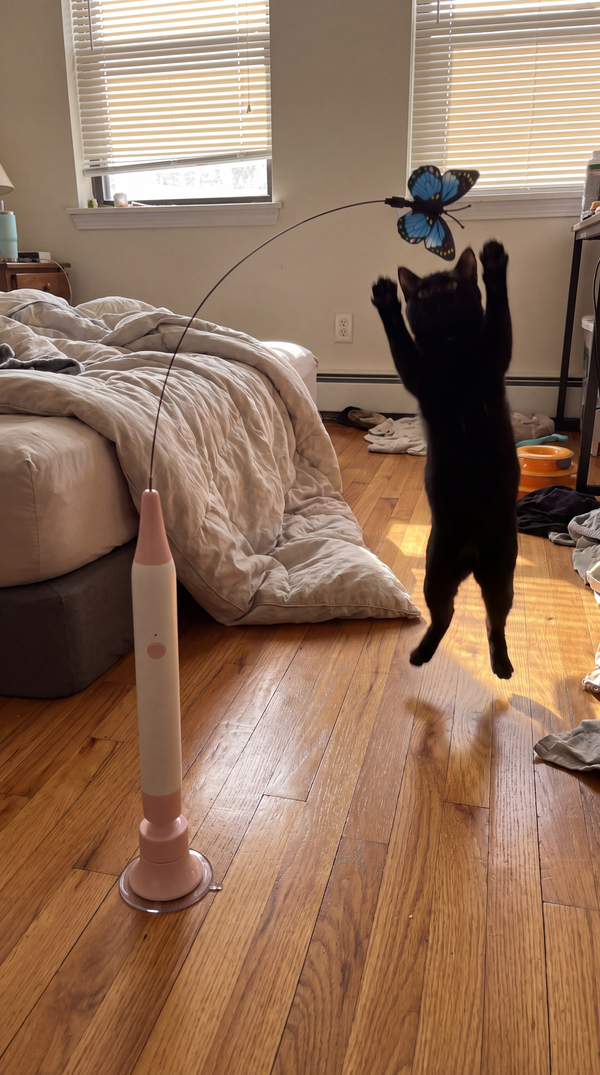 A black cat jumping at the Butterfly Flutter Cat Toy in a bedroom